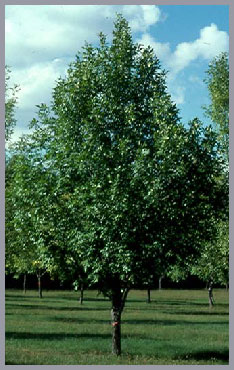 globose_growth